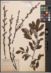 Foto von Salix cinerea L.